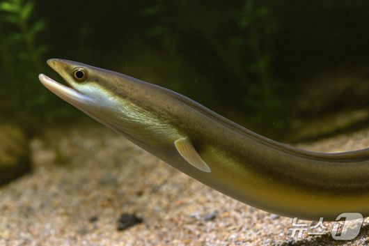 뱀장어(해양수산부 제공)