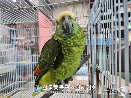 지난 16일 서울 영등포구 양평동 소재 한 카페에서 구조된 앵무새로, 지난달 24일 자연사했다. (사진. 한국동물구조관리협회)