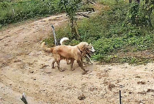 하니가 이웃집 백구(수컷)와 노는 모습(보호자 제공) ⓒ 뉴스1