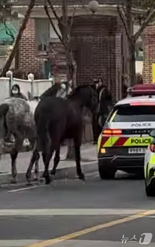마구간 탈출 말 도로 활보. 유튜브 캡처.