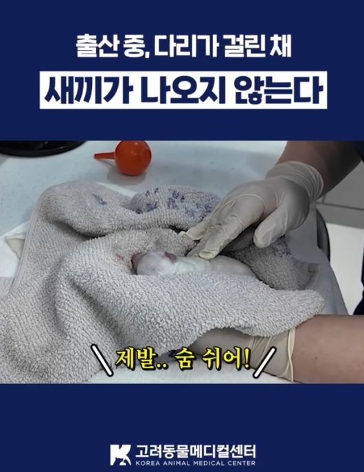 올해 고려동물메디컬센터 공식 인스타그램 최다 조회는 출산 응급 사례 영상이 차지했다(인스타그램 갈무리). ⓒ 뉴스1