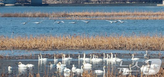 초겨울 날씨를 보인 8일 경기 광주시 퇴촌면 경안천습지생태공원에서 겨울철새 큰고니가 먹이활동을 하고 있다. 2025.12.8/뉴스1 ⓒ News1 김영운 기자
