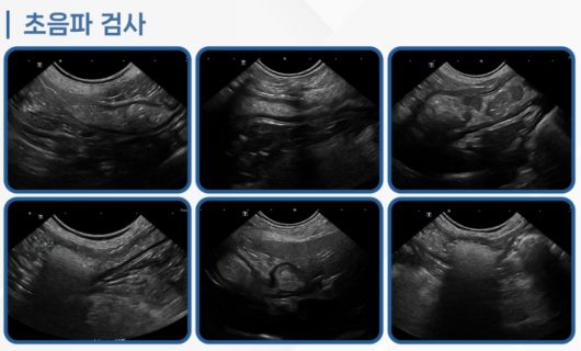 코코는 초음파 검사 결과 장폐색이 진행 중인 상태였다(로얄동물메디컬센터 제공). ⓒ 뉴스1