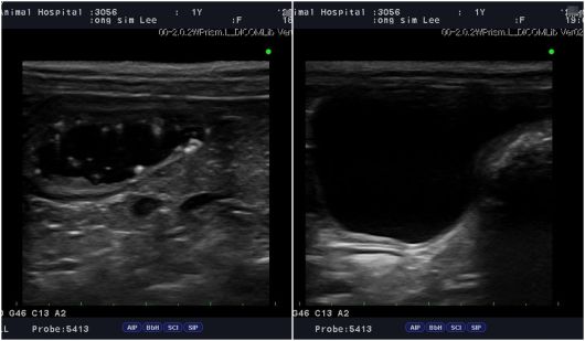 1살 반려견이 건강검진을 통해 방광 슬러지가 확인됐지만 조기 발견 덕에 한 달 만에 회복해 결석을 예방할 수 있었다. 건강검진 당시 초음파 이미지(왼쪽)와 한 달 치료 후 슬러지가 사라진 모습(메인동물병원 제공) ⓒ 뉴스1