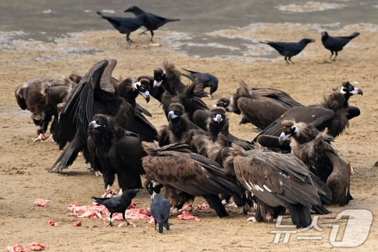 지난해 12월20일 천연기념물 243-1호인 독수리들이 경북 고령군 우보면에 있는 독수리식당에서 먹이를 먹고 있다. 2025.12.20/뉴스1 ⓒ News1 최창호 기자