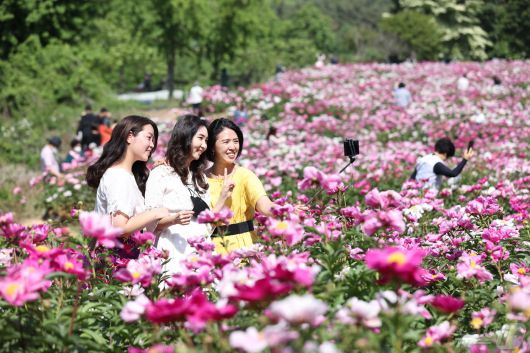 전북 임실군은 옥정호 붕어섬에 핀 작약.(임실군제공)2024.5.9/뉴스1 ⓒ News1 김동규 기자