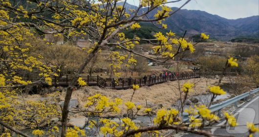 전남 구례군 산동면 반곡마을과 산수유사랑공원에 노랗게 물든 산수유꽃이 활짝 피어 있다. (구례군 제공. 재판매 및 DB 금지) 2025.3.13/뉴스1 ⓒ News1 김동수 기자