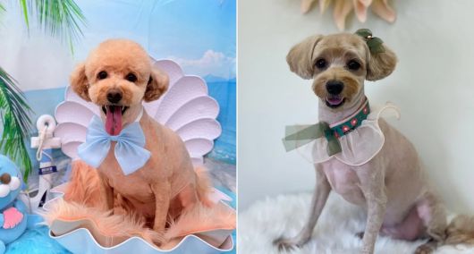 동배견인 기린이(왼쪽)와 짱이(인스타그램 kirinjjang_mom 제공) ⓒ 뉴스1