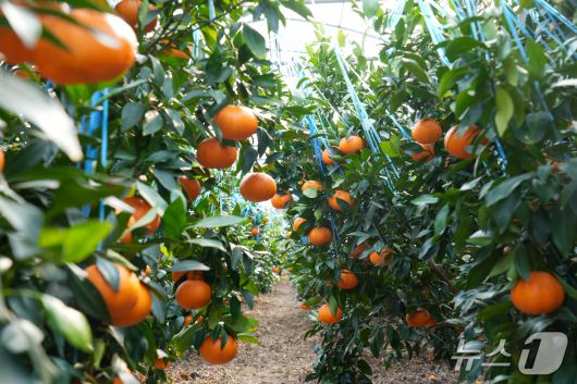 만감류 농가(제주도 제공. 재판매 및 DB금지)/뉴스1