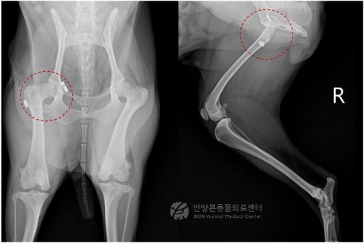 수술 후 방사선 검사 결과(본동물의료센터 제공) ⓒ 뉴스1