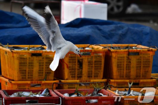14일 경북 포항시 북구 죽도어시장 위판장에서 붉은부리갈매기가 상인들이 정리해 놓은 생선 앞에서 날개짓을 하고 있다. 2026.1.14/뉴스1 ⓒ News1 최창호 기자
