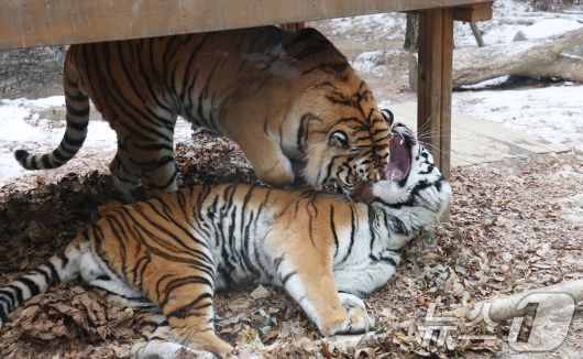 15일 경기 용인시 처인구 에버랜드 타이거 밸리에서 한국 호랑이 다운이와 나라가 낙엽 위에서 장난을 치고 있다. 2026.1.15/뉴스1 ⓒ News1 김영운 기자