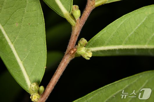 담갈색조도만두바구미(산림청 국립수목원 제공.재판매 및 DB금지)/뉴스1