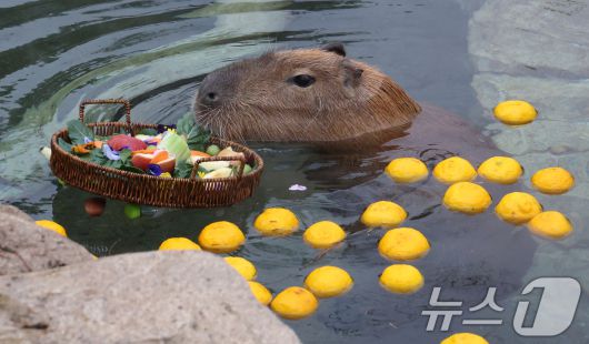 15일 경기 용인시 처인구 에버랜드에서 카피바라들이 김이 모락모락 피어오르는 온천에 몸을 담근 채 따뜻하게 온천욕을 즐기며 겨울을 나고 있다. 2026.1.15/뉴스1 ⓒ News1 김영운 기자