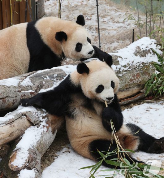 15일 경기 용인시 처인구 에버랜드 판다 세컨하우스에서 쌍둥이 판다가 하얗게 눈이 쌓인 야외 공간에서 먹이를 먹고 있다. 2026.1.15/뉴스1 ⓒ News1 김영운 기자