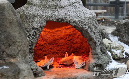 15일 경기 용인시 처인구 에버랜드에서 사막여우가 열등 아래서 따뜻하게 몸을 녹이고 있다. 2026.1.15/뉴스1 ⓒ News1 김영운 기자