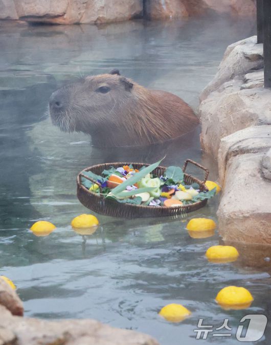 15일 경기 용인시 처인구 에버랜드에서 카피바라들이 김이 모락모락 피어오르는 온천에 몸을 담근 채 따뜻하게 온천욕을 즐기며 겨울을 나고 있다. 2026.1.15/뉴스1 ⓒ News1 김영운 기자