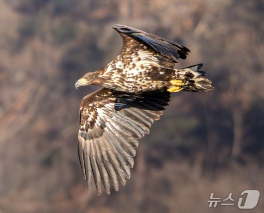울산에서 관찰된 흰꼬리수리 유조. (조현표 촬영, 울산시 제공. 재판매 및 DB 금지) /뉴스1