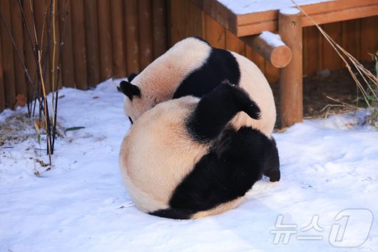 에버랜드, 눈 덮인 '판다 세컨하우스'에서 즐거운 시간을 보내는 루이바오와 후이바오(에버랜드 제공)