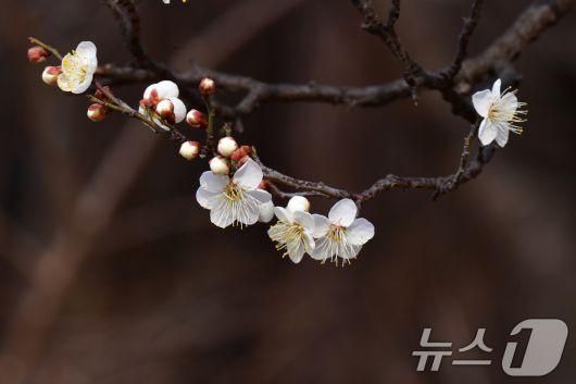 1년 가운데 가장 춥다는 대한(大寒)을 하루 앞둔 19일 오후 경북 포항시 남구 포항시청 뒷편 야산에 있는 매화나무에서 앞을 다퉈 꽃망울을 활짝 터뜨리고 있다. 2026.1.19/뉴스1 ⓒ News1 최창호 기자
