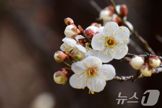 1년 가운데 가장 춥다는 대한(大寒)을 하루 앞둔 19일 오후 경북 포항시 남구 포항시청 뒷편 야산에서 매화가 앞다퉈 꽃망울을 활짝 터뜨리기 시작했다. 2026.1.19/뉴스1 ⓒ News1 최창호 기자