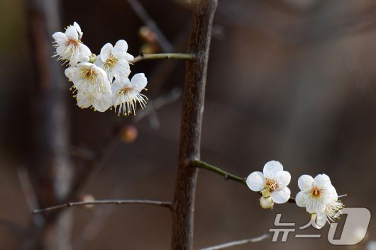 1년 가운데 가장 춥다는 대한(大寒)을 하루 앞둔 19일 오후 경북 포항시 남구 포항시청 뒷편 야산에서 매화가 꽃망울을 활짝 터뜨리기 시작했다. 2026.1.19/뉴스1 ⓒ News1 최창호 기자