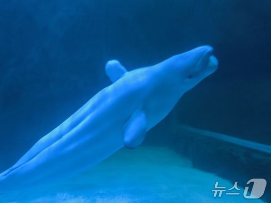 서울 송파구 잠실 롯데월드 아쿠아리움에 전시된 흰고래 벨라. 2025.12.23/핫핑크돌핀스 제공
