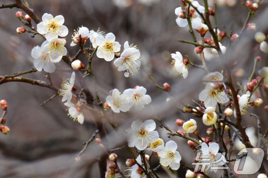 1년 가운데 가장 춥다는 대한(大寒) 을 하루 앞둔 19일 오후 경북 포항시 남구 포항시청 뒷편 야산에 매화가 꽃망울을 활짝 터뜨리고 있다. ⓒ News1 최창호 기자