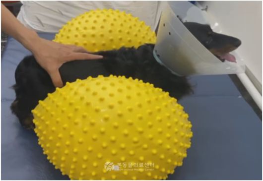 운동 재활치료를 받는 닥스훈트(본동물의료센터 제공) ⓒ 뉴스1