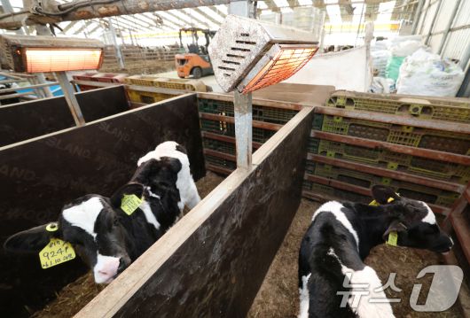 강력한 한파가 계속되고 있는 21일 경기 화성시 장안면의 한 축사에서 태어난 지 열흘 가량 된 송아지들이 전기난로를 쬐고 있다. 2026.1.21/뉴스1 ⓒ News1 김영운 기자