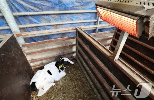 강력한 한파가 계속되고 있는 21일 경기 화성시 장안면의 한 축사에서 태어난 지 열흘 가량 된 송아지들이 전기난로를 쬐고 있다. 2026.1.21/뉴스1 ⓒ News1 김영운 기자