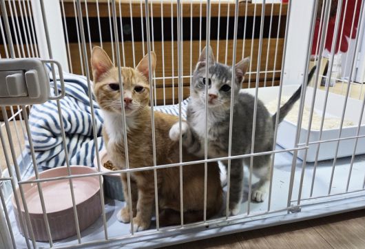 동물보호센터 '디어레이'에서 가족을 기다리는 새끼 고양이 원이와 주니 ⓒ 뉴스1 한송아 기자