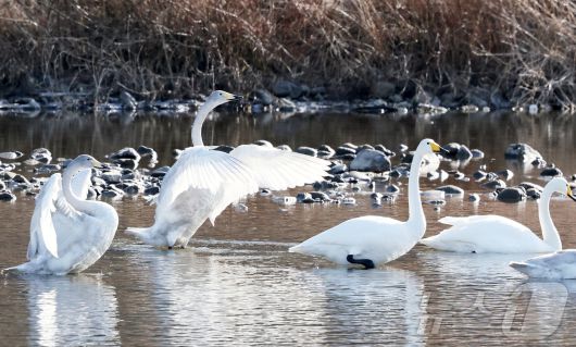 충북 괴산군 달천강을 찾은 멸종위기 야생생물 2급이자 천연기념물로 지정된 '큰고니' 가족이 지난 21일 여유로운 한 때를 보내고 있다.(괴산군제공)2026.1.22/뉴스1