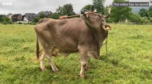 도구를 사용해 등을 긁고 있는 젖소. 출처=BBC