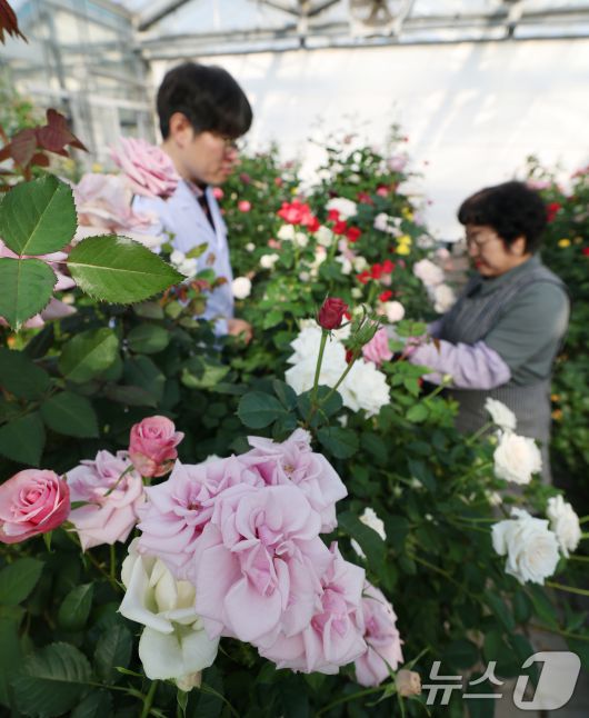 연일 북극 한파가 지속되고 있는 가운데 23일 경기 화성시 경기도농업기술원 연구온실에서 관계자들이 신품종 장미를 연구개발하고 있다. 기상청은 한파가 주말이 지나면서 추위는 한풀 꺾이겠지만 당분간 평년보다 추운 날씨가 계속될 것으로 예보했다. 2026.1.23/뉴스1 ⓒ News1 김영운 기자