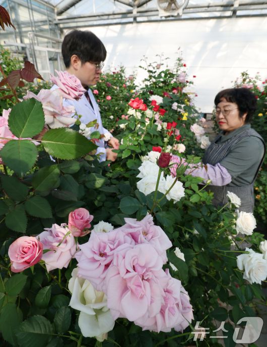 연일 북극 한파가 지속되고 있는 가운데 23일 경기 화성시 경기도농업기술원 연구온실에서 관계자들이 신품종 장미를 연구개발하고 있다. 기상청은 한파가 주말이 지나면서 추위는 한풀 꺾이겠지만 당분간 평년보다 추운 날씨가 계속될 것으로 예보했다. 2026.1.23/뉴스1 ⓒ News1 김영운 기자