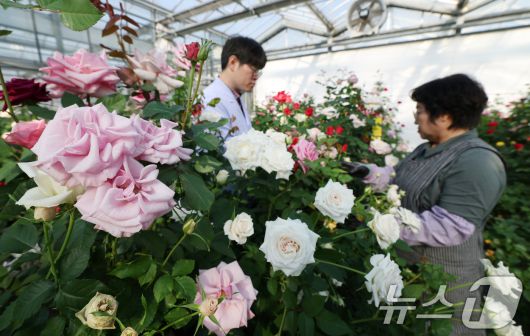 연일 북극 한파가 지속되고 있는 가운데 23일 경기 화성시 경기도농업기술원 연구온실에서 관계자들이 신품종 장미를 연구개발하고 있다. 기상청은 한파가 주말이 지나면서 추위는 한풀 꺾이겠지만 당분간 평년보다 추운 날씨가 계속될 것으로 예보했다. 2026.1.23/뉴스1 ⓒ News1 김영운 기자