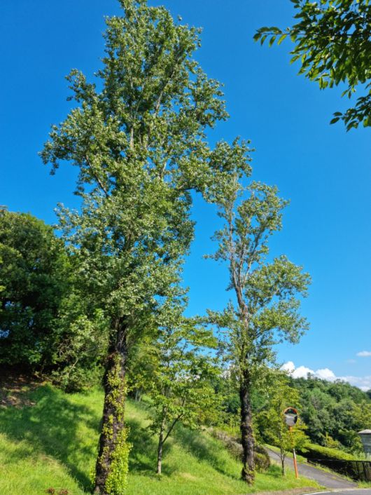 코마CC의 미루나무. [사진= 신한금융그룹]