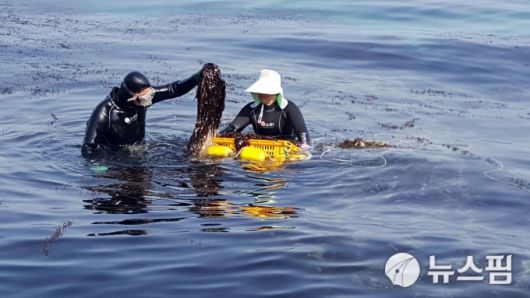[울진=뉴스핌] 남효선 기자 = 경북 울진의 대표적 특산물인 자연산 돌미역 채취 운반선인 '떼배'와 돌미역 채취 모습. 2022.12.11 nulcheon@newspim.com