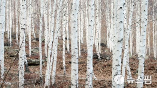 [영양=뉴스핌] 남효선 기자 = '국제밤하늘공원'인 경북 영양의 핫플로 각광받는 '죽파리 자작나무숲'2022.12.16 nulcheon@newspim.com