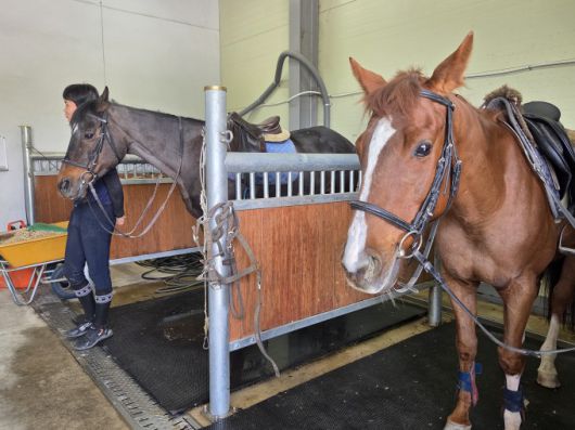 [전북=뉴스핌] 이정아 기자 = 지난 8일 전북 장수승마레저파크에서 승마 체험을 기다리는 건봉사와 더그룸블랙. 2025.05.09 plum@newspim.com