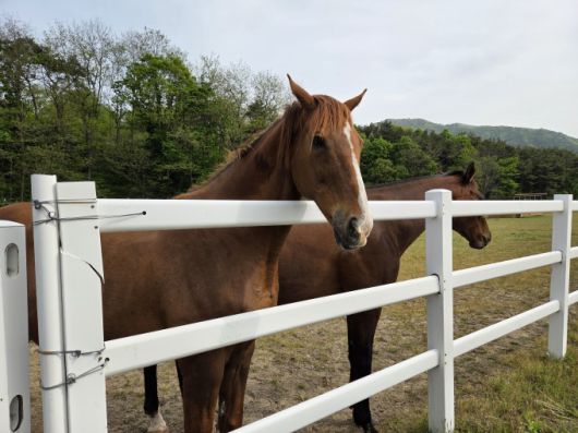 [전북=뉴스핌] 이정아 기자 = 지난 8일 전북 장수목장에서 건초를 뜯어 먹는 터프윈과 동반의강자. 2025.05.09 plum@newspim.com