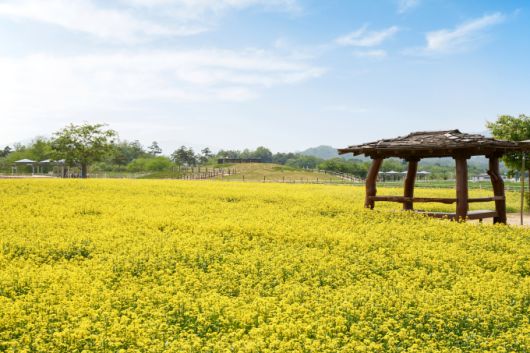나리공원 유채꽃[사진=양주시] 2025.05.15 sinnews7@newspim.com