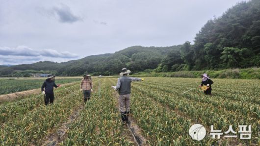 통계청 마늘 생산량 시연 행사 현장. [사진=뉴스핌] 2025.05.24 100wins@newspim.com