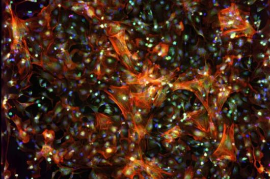 리커전의 실험실으로 생성한 세포 이미지 [사진=업체 제공]