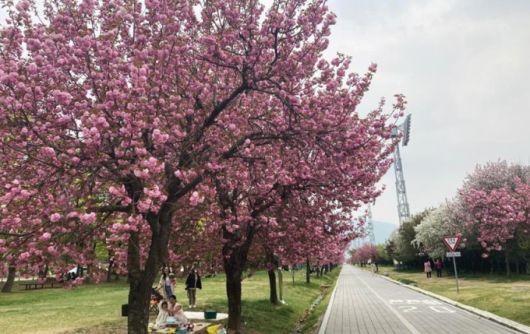 미사경정공원 겹벚꽃길, 미사경정공원은 수도권 동남부를 대표하는 시민 휴식처다. [사진=국민체육진흥공단]