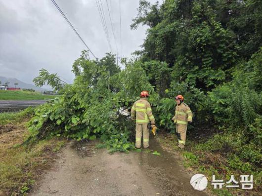 철원 갈말읍 나무 쓰러짐.[사진=강원소방본부] 2025.06.20 onemoregive@newspim.com