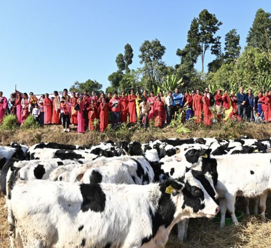 네팔 신둘리 지구 카말라마이시(市)에 도착한 한국 젖소 101마리. [사진=헤퍼코리아] 2025.06.24 plum@newspim.com