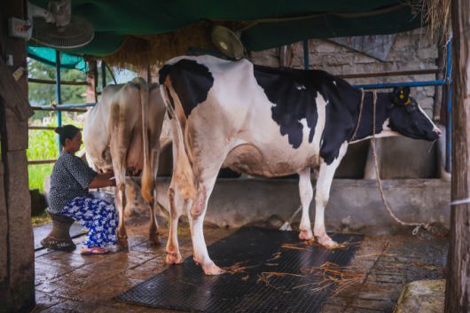 네팔 신둘리 지구 카말라마이시(市)로 건너간 한국 젖소. [사진=헤퍼코리아] 2025.06.24 plum@newspim.com