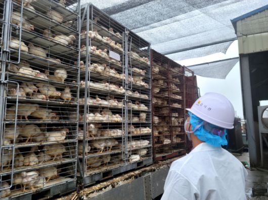 도축검사. [사진=전남도] 2025.07.07 ej7648@newspim.com